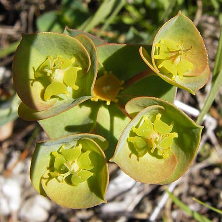 Euphorbia barrelieri \ Barreliers Wolfsmilch / Barrelier's Spurge, I Liguria, Toirano 20.5.2013