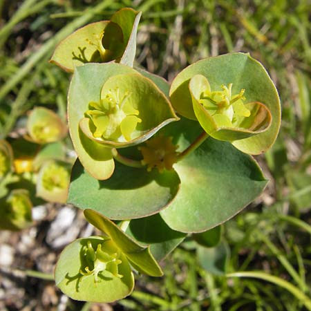 Euphorbia barrelieri \ Barreliers Wolfsmilch / Barrelier's Spurge, I Liguria, Toirano 20.5.2013