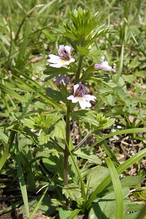 Euphrasia stricta \ Steifer Augentrost / Drug Eyebright, I Liguria, Toirano 20.5.2013