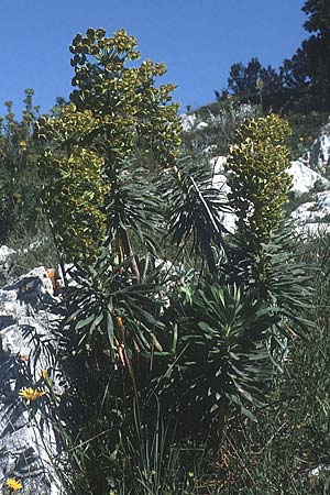 Euphorbia characias \ Palisaden-Wolfsmilch / Large Mediterranean Spurge, I Promontorio del Gargano, Monte S.  Angelo 1.5.1985