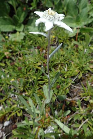 Leontopodium alpinum \ Edelwei / Edelweiss, I Südtirol,  Plätzwiese 5.7.2022