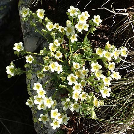 Saxifraga exarata subsp. exarata \ Furchen-Steinbrech / White Musky Saxifrage, I Passo San Marco 10.6.2017