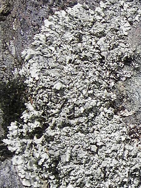 Parmelia spec2 ? \ Schl�sselflechte / Shield Lichen, I Liguria, Monte Beigua 24.5.2013