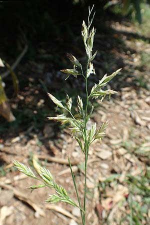 Festuca arundinacea \ Rohr-Schwingel / Tall Fescue, I Iseosee, Sulzano 8.6.2017