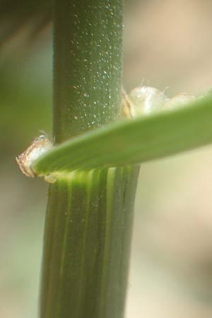 Festuca arundinacea \ Rohr-Schwingel / Tall Fescue, I Iseosee, Sulzano 8.6.2017