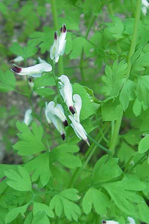 Fumaria capreolata \ Rankender Erdrauch / White Ramping Fumitory, I Albisola 22.5.2010