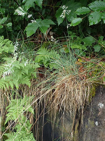 Festuca cinerea \ Grauer Schwingel / Blue Fescue, I Alpi Bergamasche, Seriana-Valpiana 6.6.2017