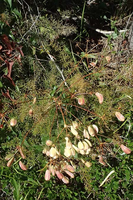 Ferulago campestris \ Knotenbl&uuml;tige Birkwurz / Field Fennel, I Liguria, Moneglia 26.9.2023