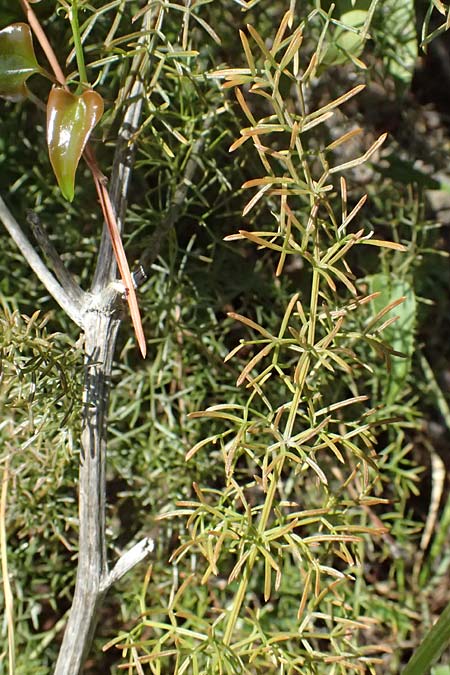 Ferulago campestris \ Knotenbl&uuml;tige Birkwurz / Field Fennel, I Liguria, Moneglia 26.9.2023