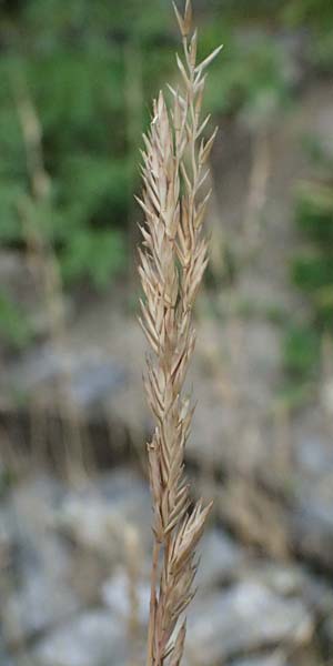 Festuca heterophylla \ Verschiedenbl�ttriger Schwingel / Variousleaf Fescue, I Bormio Botan. Gar. Rezia 8.7.2026