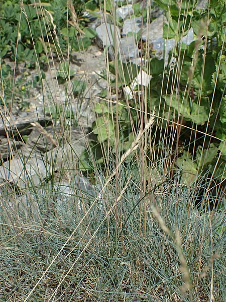 Festuca heterophylla \ Verschiedenbl�ttriger Schwingel / Variousleaf Fescue, I Bormio Botan. Gar. Rezia 8.7.2026
