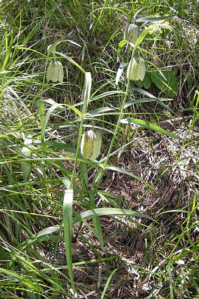 Fritillaria involucrata \ H&uuml;llblatt-Schachblume, Gegenbl&auml;ttrige Schachblume / Piemont Fritillary, I Liguria, Molini di Triora 26.5.2013