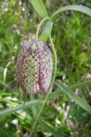 Fritillaria involucrata \ H&uuml;llblatt-Schachblume, Gegenbl&auml;ttrige Schachblume / Piemont Fritillary, I Liguria, Molini di Triora 26.5.2013