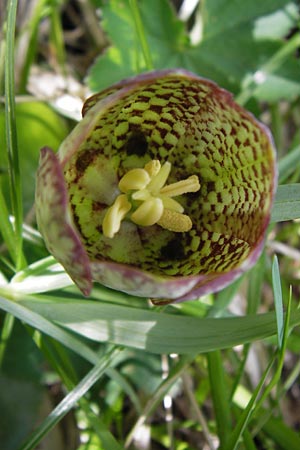 Fritillaria involucrata \ H&uuml;llblatt-Schachblume, Gegenbl&auml;ttrige Schachblume / Piemont Fritillary, I Liguria, Molini di Triora 26.5.2013