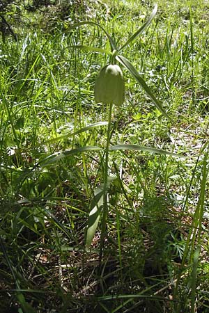 Fritillaria involucrata \ H&uuml;llblatt-Schachblume, Gegenbl&auml;ttrige Schachblume / Piemont Fritillary, I Liguria, Molini di Triora 26.5.2013