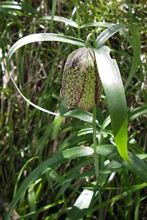 Fritillaria involucrata \ H&uuml;llblatt-Schachblume, Gegenbl&auml;ttrige Schachblume / Piemont Fritillary, I Liguria, Molini di Triora 26.5.2013