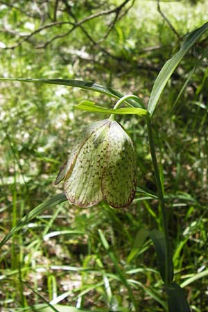 Fritillaria involucrata \ H&uuml;llblatt-Schachblume, Gegenbl&auml;ttrige Schachblume / Piemont Fritillary, I Liguria, Molini di Triora 26.5.2013