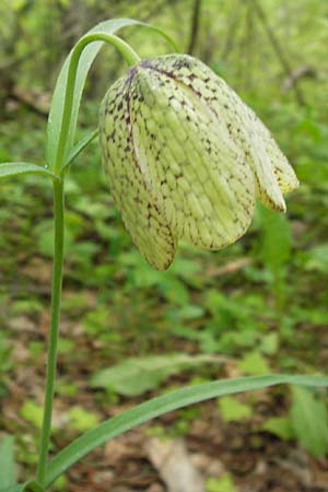 Fritillaria involucrata \ H&uuml;llblatt-Schachblume, Gegenbl&auml;ttrige Schachblume / Piemont Fritillary, I Liguria, Pieve di Teco 27.5.2013