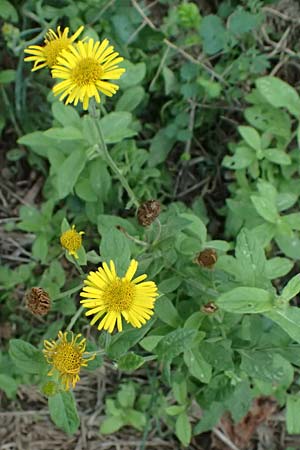 Pulicaria dysenterica \ Groes Flohkraut / Common Fleabane, I Liguria, Moneglia 30.9.2023