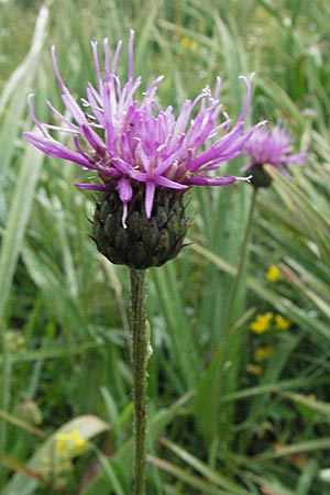 Centaurea nigra \ Schwarze Flockenblume / Common Knapweed, Lesser Knapweed, I Monti Sibillini, Castelluccio 7.6.2007