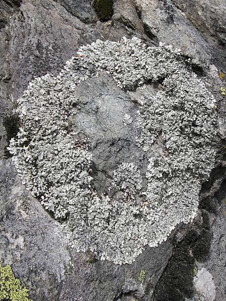 Parmelia spec2 ? \ Schl�sselflechte / Shield Lichen, I Liguria, Monte Beigua 24.5.2013
