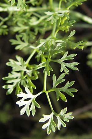 Fumaria officinalis \ Echter Erdrauch / Common Fumitory, I Liguria, Zuccarello 19.5.2013