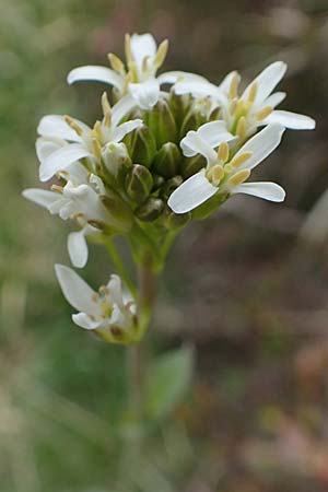 Arabis pauciflora \ Armbltige Gnsekresse / Few-Flowered Rock-Cress, I Alpi Bergamasche, Pizzo Arera 9.6.2017