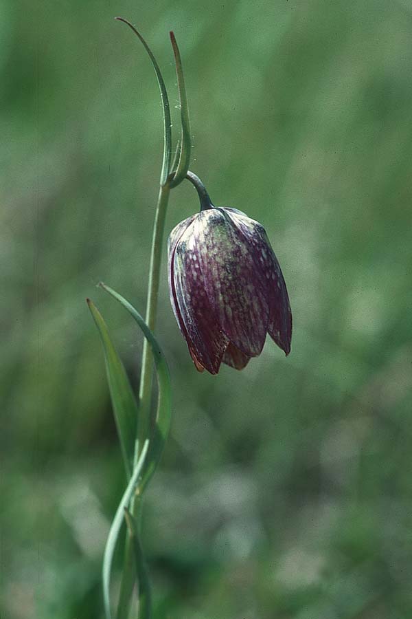 Fritillaria tenella \ Zierliche Schachblume / Slender Fritillary, I Abruzzen/Abruzzo 23.5.2005