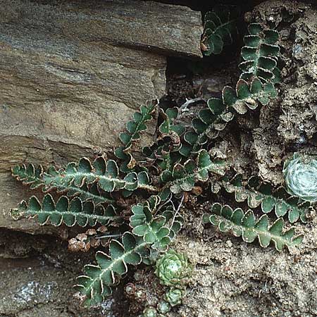 Asplenium ceterach \ Milzfarn, Schriftfarn / Rustyback, Scale Fern, I Süd-Tirol, Latsch/Laces 27.6.1993