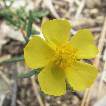 Fumana laevis \ Glattes Nadelr�schen / Smooth Sun-Rose, I Ancona 29.5.2007