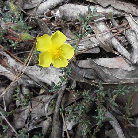 Fumana laevis \ Glattes Nadelr�schen / Smooth Sun-Rose, I Ancona 29.5.2007