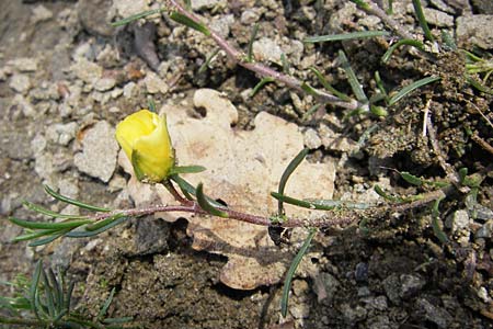 Fumana ericifolia \ Heidebl&auml;ttriges Nadelr�schen / Heath-Leaved Sun-Rose, I Liguria, Piana Crixia 21.5.2013