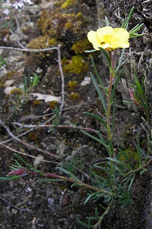 Fumana ericifolia \ Heidebl&auml;ttriges Nadelr�schen / Heath-Leaved Sun-Rose, I Liguria, Piana Crixia 21.5.2013