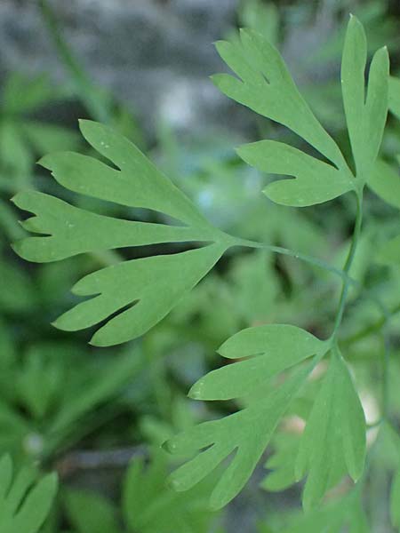 Fumaria capreolata \ Rankender Erdrauch / White Ramping Fumitory, I Liguria, Borzonasca 29.9.2023