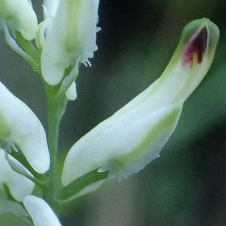 Fumaria capreolata \ Rankender Erdrauch / White Ramping Fumitory, I Liguria, Borzonasca 29.9.2023