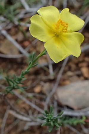 Fumana ericoides \ Aufrechtes Nadelr�schen, Felsen-Nadelr�schen / Upright Sun-Rose, I Liguria, Bonassola 4.10.2023