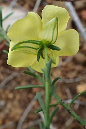Fumana ericoides \ Aufrechtes Nadelr�schen, Felsen-Nadelr�schen / Upright Sun-Rose, I Liguria, Bonassola 4.10.2023