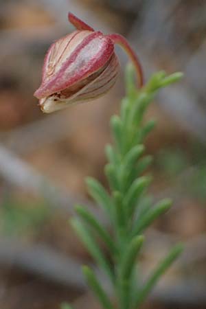 Fumana ericoides \ Aufrechtes Nadelr�schen, Felsen-Nadelr�schen / Upright Sun-Rose, I Liguria, Bonassola 4.10.2023