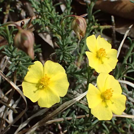 Fumana ericoides \ Aufrechtes Nadelr�schen, Felsen-Nadelr�schen / Upright Sun-Rose, I Liguria, Bonassola 4.10.2023
