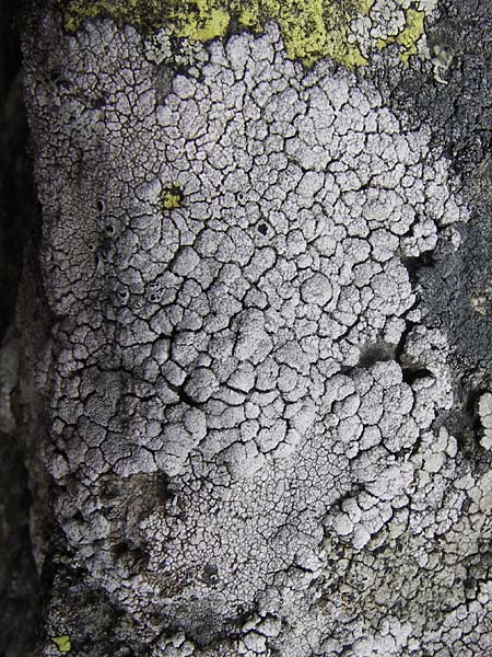 Aspicilia cinerea ? \ Hohlschild-Flechte / Rimmed Lichen, I Liguria, Monte Beigua 24.5.2013