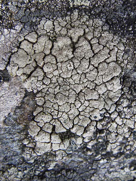 Aspicilia cinerea ? \ Hohlschild-Flechte / Rimmed Lichen, I Liguria, Monte Beigua 24.5.2013