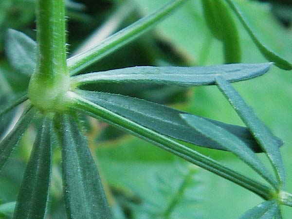 Galium lucidum \ Glanz-Labkraut / Shining Bedstraw, I Albisola 22.5.2010