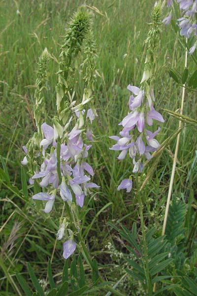 Galega officinalis \ Geiraute / Goat's Rue, I San Benedetto del Tronco 6.6.2007