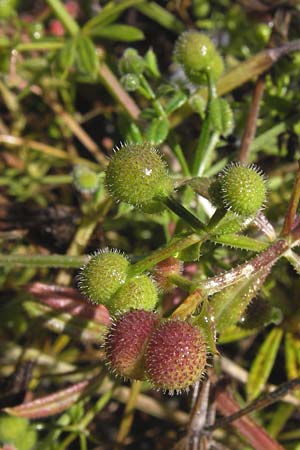 Galium aparine \ Kletten-Labkraut, Klebkraut / Cleavers, Sticky Willy, I Liguria, Zuccarello 19.5.2013