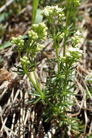Galium montis-arerae \ Arera-Labkraut / Pizzo Arera Bedstraw, I Alpi Bergamasche, Pizzo Arera 7.6.2017
