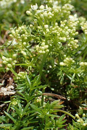 Galium montis-arerae \ Arera-Labkraut / Pizzo Arera Bedstraw, I Alpi Bergamasche, Pizzo Arera 7.6.2017
