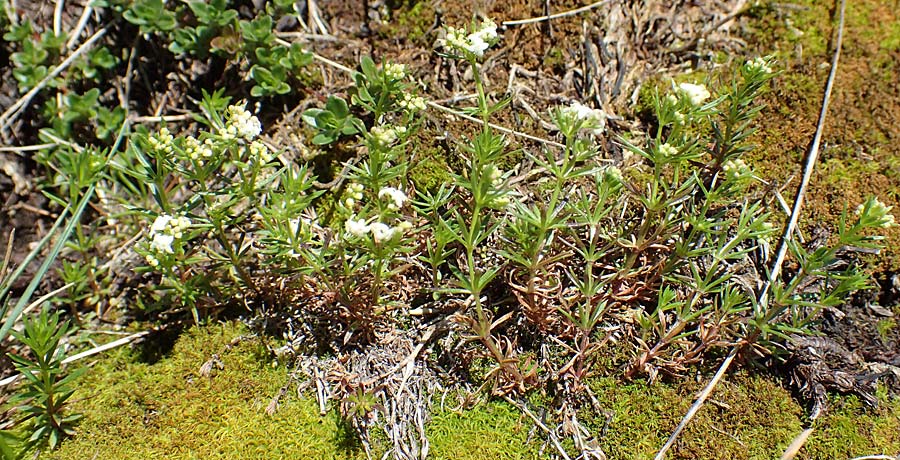 Galium montis-arerae \ Arera-Labkraut / Pizzo Arera Bedstraw, I Alpi Bergamasche, Pizzo Arera 7.6.2017
