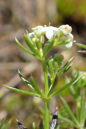 Galium montis-arerae \ Arera-Labkraut / Pizzo Arera Bedstraw, I Alpi Bergamasche, Pizzo Arera 7.6.2017