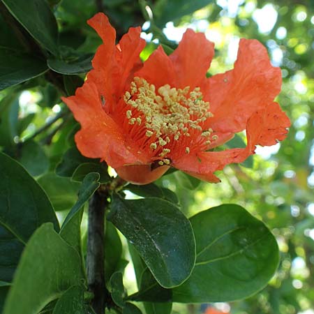 Punica granatum \ Granatapfel / Pomegranate, I Iseo 8.6.2017