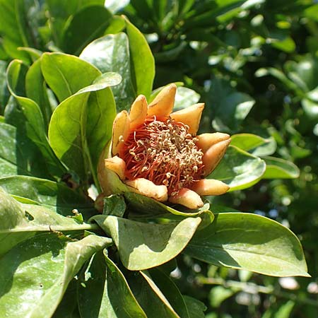 Punica granatum \ Granatapfel / Pomegranate, I Iseo 8.6.2017